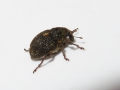 Rhinoncus leucostigma