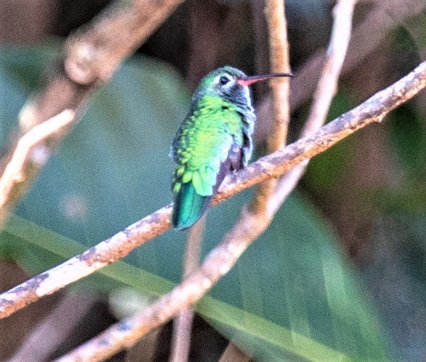 Green-tailed Goldenthroat (Polytmus theresiae), photo 5