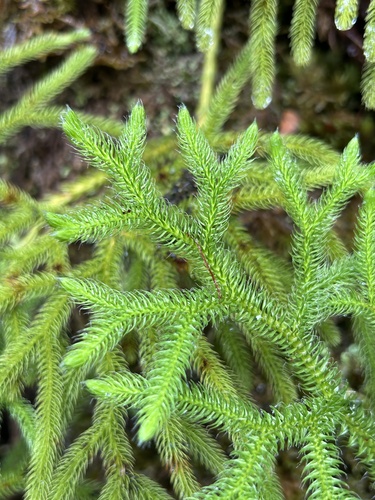 Lycopodium venustulum observed 2024-08-18