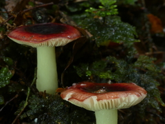 Russula roseopileata