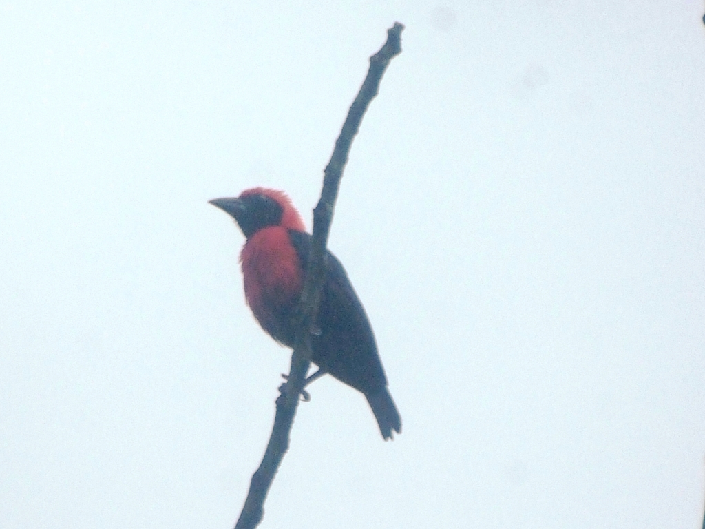 Ibadan Malimbe (Malimbus ibadanensis) photo