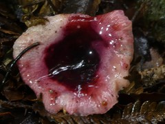 Russula roseopileata