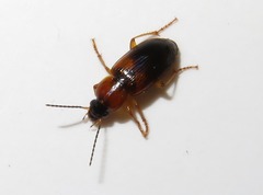 Stenolophus teutonus
