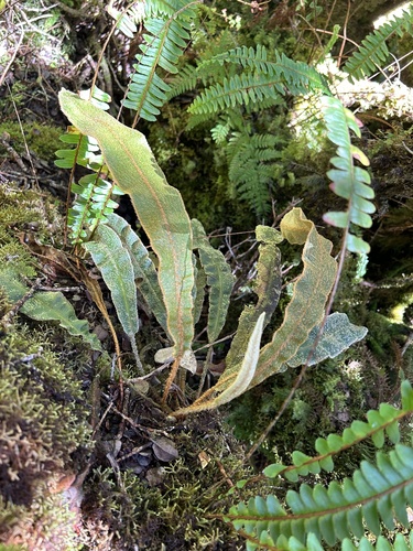 Elaphoglossum paleaceum observed 2024-08-16