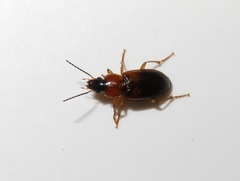 Stenolophus teutonus