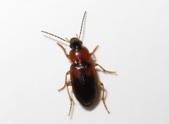 Stenolophus teutonus
