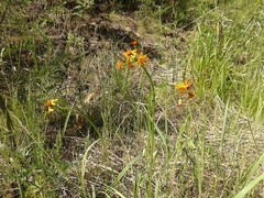 Tephroseris porphyrantha