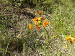Tephroseris porphyrantha