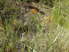 Tephroseris porphyrantha