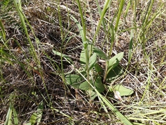 Tephroseris porphyrantha