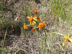 Tephroseris porphyrantha