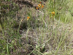 Tephroseris porphyrantha