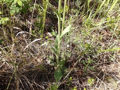 Tephroseris porphyrantha