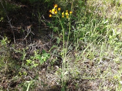 Tephroseris porphyrantha