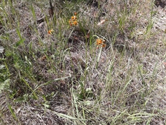 Tephroseris porphyrantha