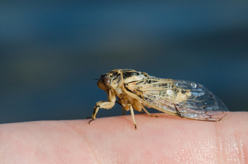 Cicadatra platyptera