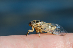Cicadatra platyptera