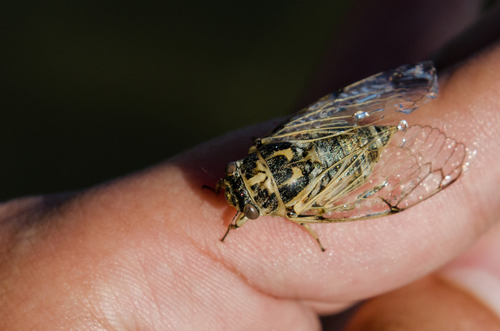 Cicadatra platyptera