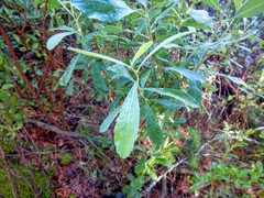 Myrica gale tomentosa