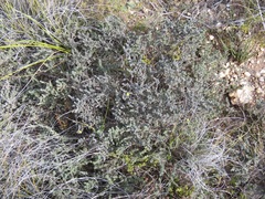 Aspalathus candidula