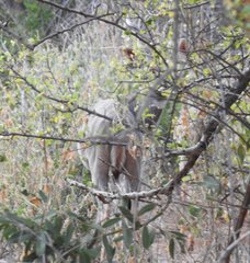 Tragelaphus imberbis