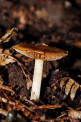 Cortinarius phalarus