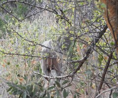 Tragelaphus imberbis