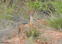 Lupulella mesomelas schmidti