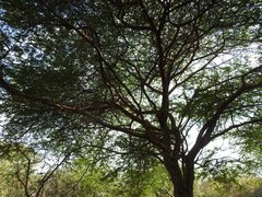 Vachellia kirkii