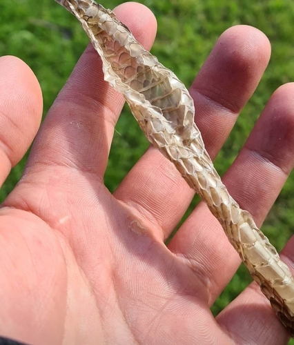 Common Tree Snake sighting