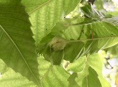 Dryocosmus kuriphilus