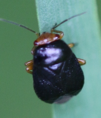 Strongylocoris leucocephalus