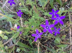 Campanula lusitanica lusitanica