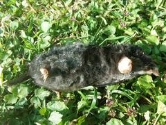Talpa europaea