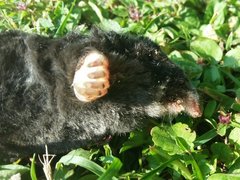 Talpa europaea