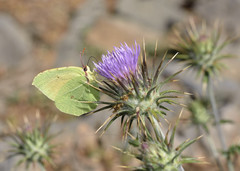 Gonepteryx cleopatra insularis