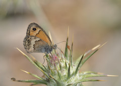 Coenonympha thyrsis