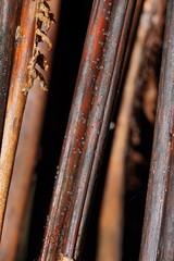 Hispidula dicksoniae