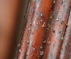 Hispidula dicksoniae