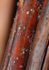 Hispidula dicksoniae