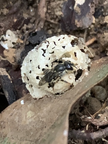 Plebeiella lendliana