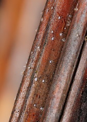 Hispidula dicksoniae