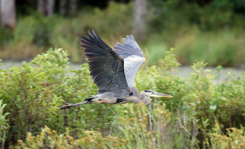 Great Blue Heron photographed in New Hampshire