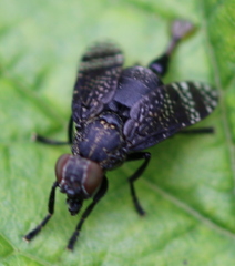 Platystoma