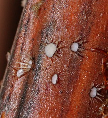 Hispidula dicksoniae