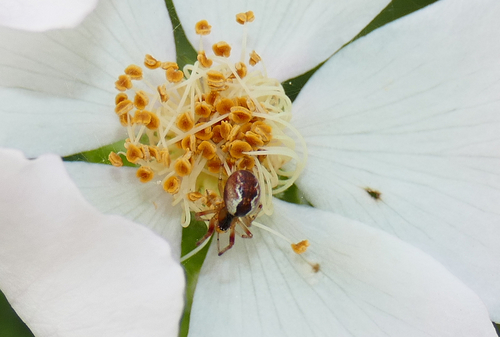 Banded Comb-Footed Spider