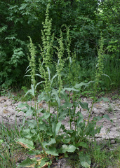 Rumex patientia orientalis