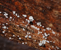 Mycena piringa