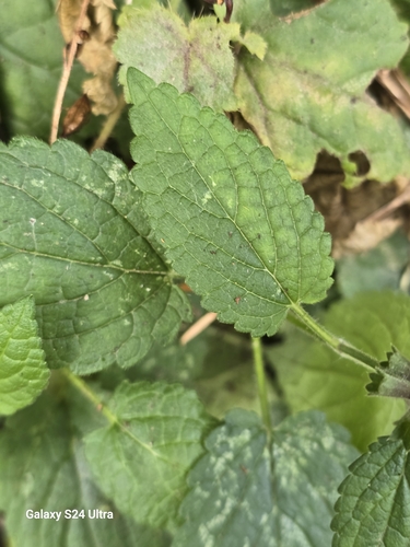 Image of Stachys mexicana by no rights reserved