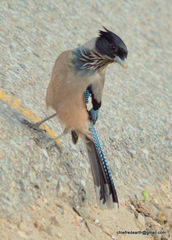 Garrulus lanceolatus